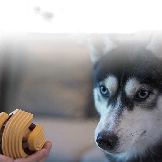 Jouet d’activité dentaire pour chien