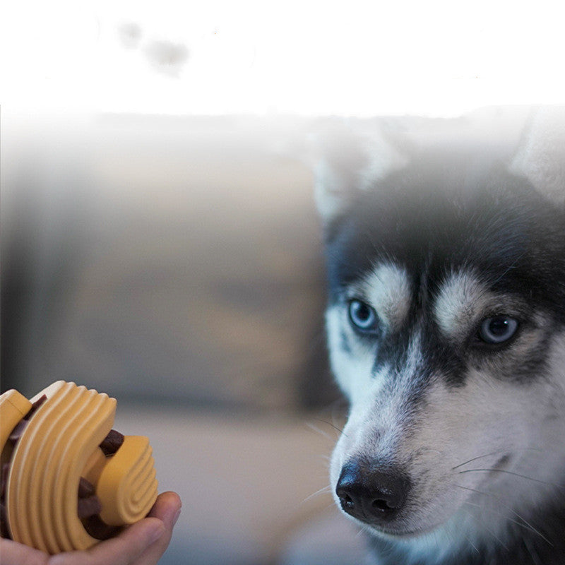 Jouet d’activité dentaire pour chien
